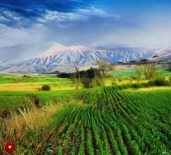 深耕供销事业,助力乡村振兴——沧州市新合作供销商贸有限公司发展纪实 深耕供销事业,助力乡村振兴——沧州市新合作供销商贸有限公司发展纪实